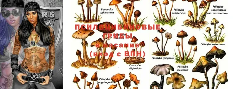 Псилоцибиновые грибы Magic Shrooms  Спасск-Рязанский 